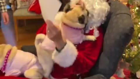 Puppies Meet Santa For The First Time