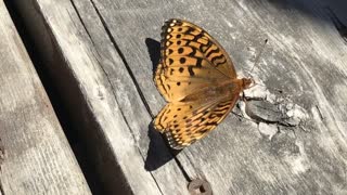 Butterfly resting on the sun