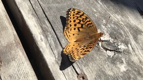 Butterfly resting on the sun