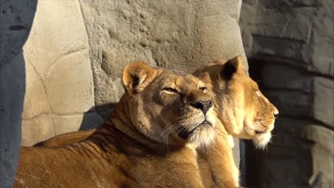 lions sunbathing