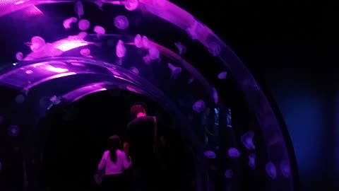 Cool Jelly Fish Tank!!!