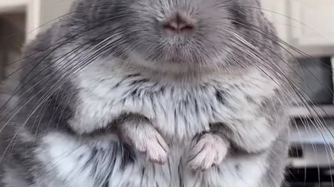 This Chinchilla wants to be a Social Media ROCKSTAR