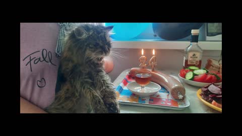 Our sweet old boy made it to his 24! | Cool Pets