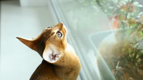 Little cat staring at the window