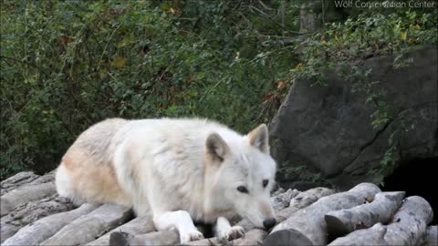 White Wolf Howling in house