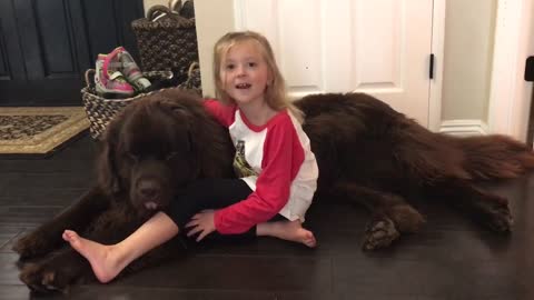Enorme perro Terranova estornuda sobre una pequeña niña