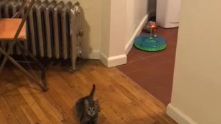 Grey black kitten jumps up on hind legs