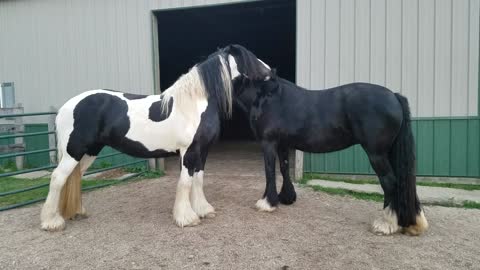 Beautiful horses scratching each others backs