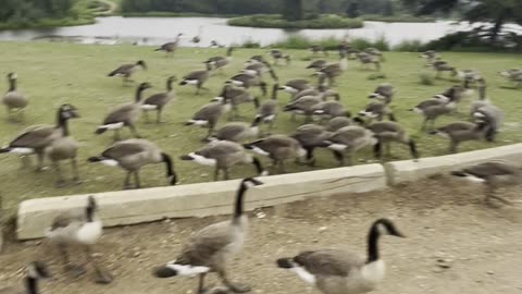 Gathering geese in the beautiful parks of Canada