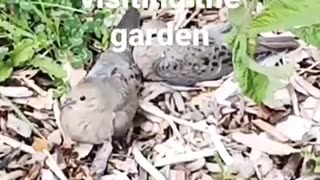 Doves in the garden. 🕊️🕊️