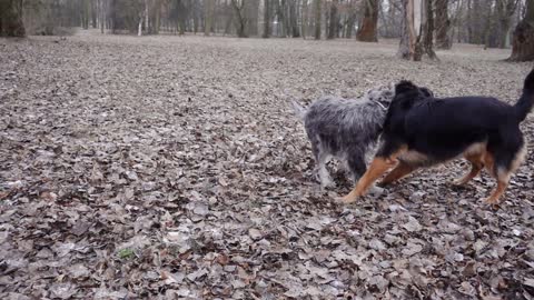 How dogs detect diseases in bee hives.