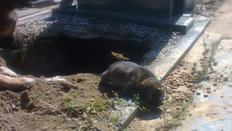 People Said This Dog Was Guarding Her Owner’s Grave, A Stunning Secret | Dog Videos