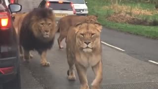 Lions walking on road