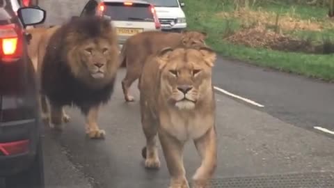 Lions walking on road