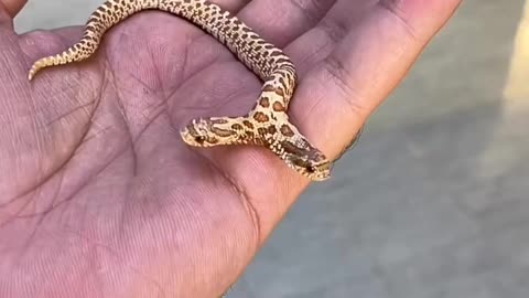 OMG Dual Head Snake 🐍🐍🐍 viral video😱