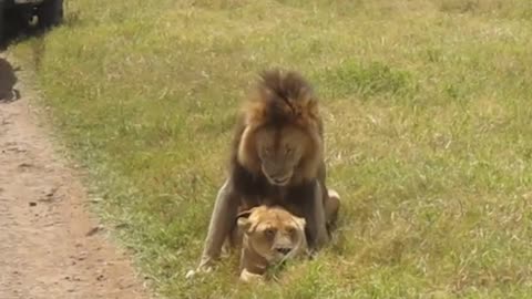 Loin trying to mating