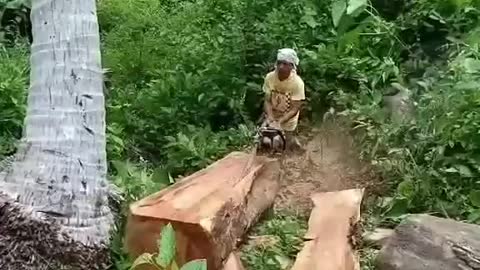 Cutting Big Tree