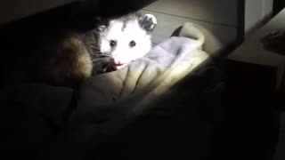 Possum playing cat