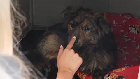 Girl's Hand Touches the Dog's Nose