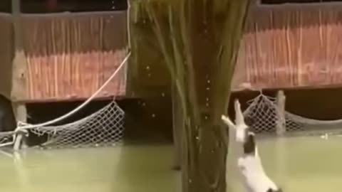 Pets swimming pool fun