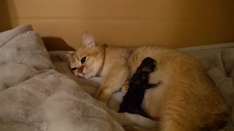 Mother cat Mimi gave birth to 3 kittens safely。。