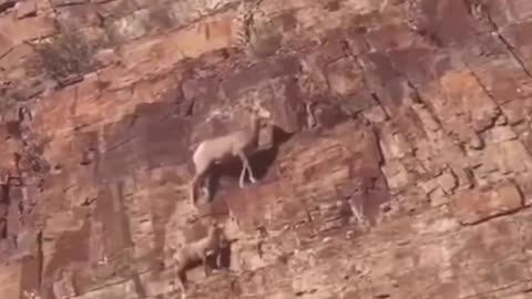 Mountain goats