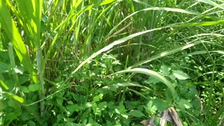 grasshopper activity in the fields