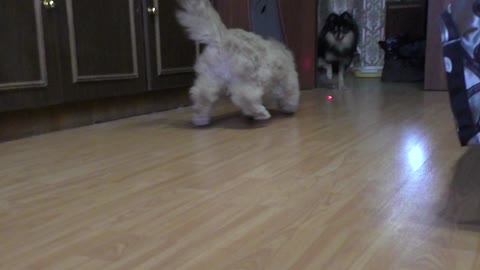 Big ginger persian cat chasing laser dot