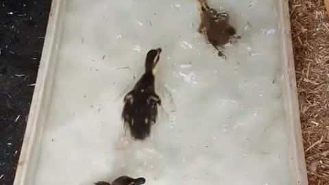 funny baby ducks in first swim