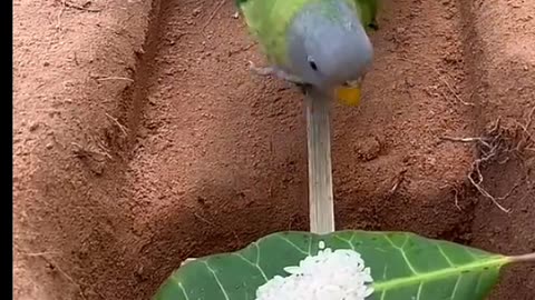 Easy method to trap a bird Very beautiful parrot couple bath time .best birds viral video
