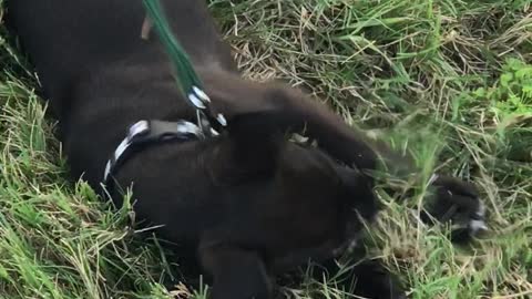 Puppy Loves Her Leash But Not The Walk