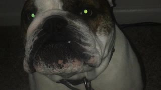 English Bulldog Cries to get into bed!