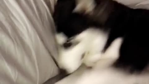 Dog playing with sheets on bed