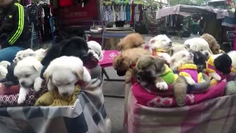 This is How They Sell Puppies in China! (THIS VIDEO WILL MAKE YOU SAD)