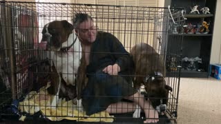 Star Wars Boxer Dogs stuck in a Cage!!!!