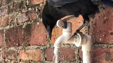 An intelligent crow opens the tap with his mouth to drink water