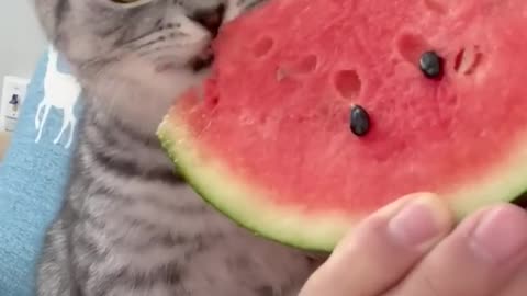 I like 😍 💞 watermelon 🍉 🍉 Kitten 🐈🐈🐾🐾 eating 😁❣️❣️ WATERMELON 🍉🍉 see its Eyes 👀👀
