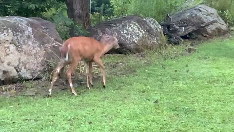 Deer 🦌 fawns 🦌 Breakfast time at the Treehouse 🌳 NW NC Appalachia