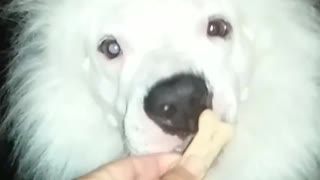 SLOW MOTION Lion Dog Attacks Milk Bone