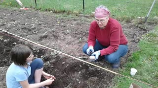 Planting Potatoes in the Ground