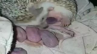 childbirth the hedgehog