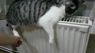Cat finds perfect spot during extreme cold weather