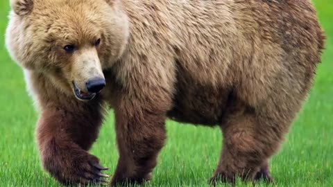 TOP 10 BEARS IN THE WORLD