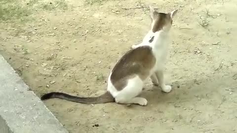 Monkey and cat catching fun