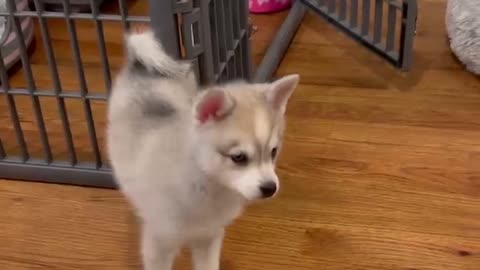 Klee Kai Puppies | Alaskankleekai-breeder.com