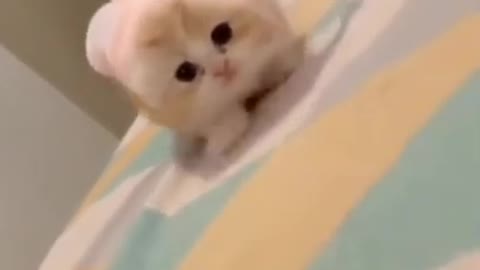 Cute kitten with bunny ears!!
