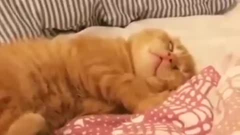 sleeping funny cat