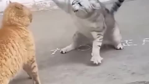 Funny videos funny cats funny animals 😂😂