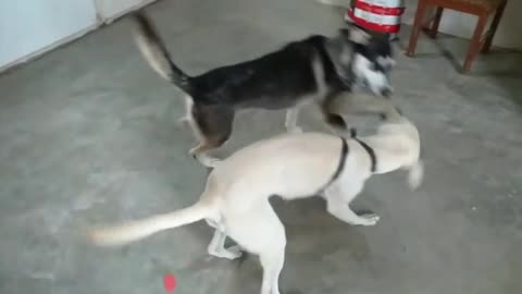 Perros destrozando zapatilla