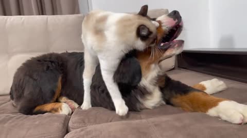 Pets and Bernese Mountain Dog Puppy Attacked by Kitten [TRY NOT TO LAUGH or GRIN]